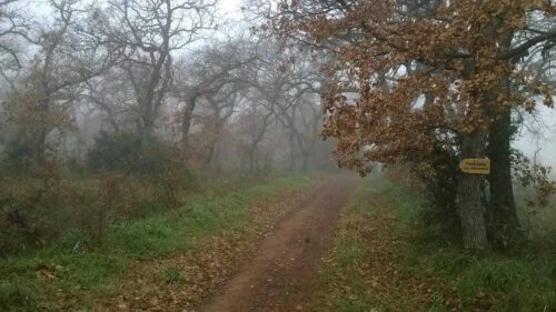 Εικόνα άρθρου